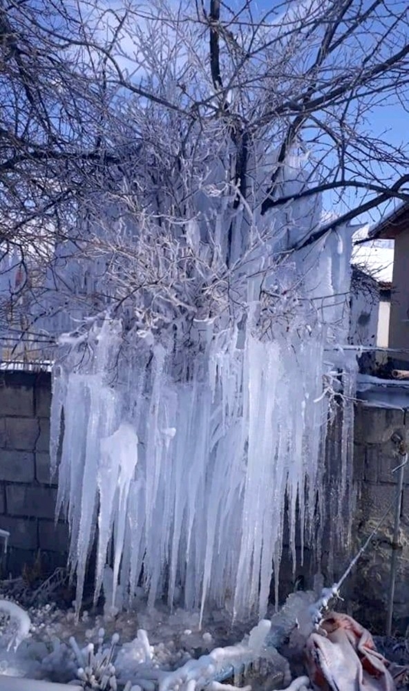 Buz Tutan Ağacı Gören Vatandaşlar Şaşkınlığını Gizleyemedi