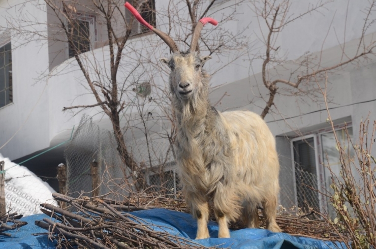 Kavga Eden Keçilerin Boynuzuna Hortum Taktı