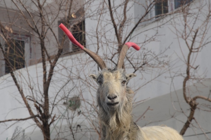 Kavga Eden Keçilerin Boynuzuna Hortum Taktı