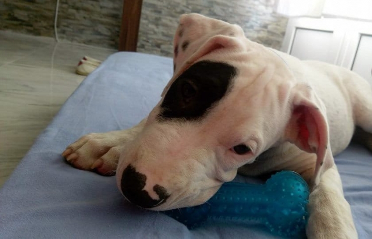 Köpeğini Bulana 5 Bin Lira Ödül Verecek