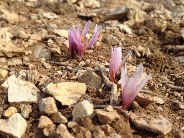 Oltu’da Kar Çiçekleri Açtı