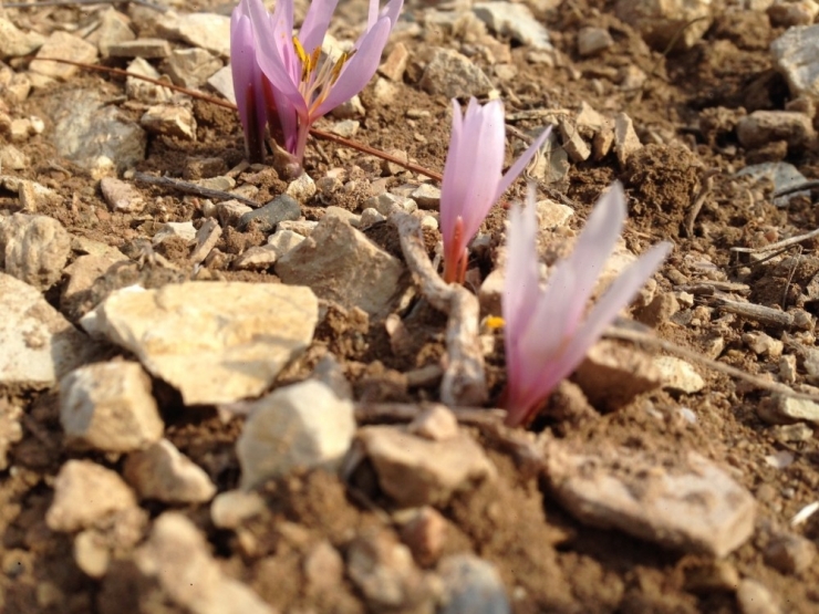 Oltu’da Kar Çiçekleri Açtı