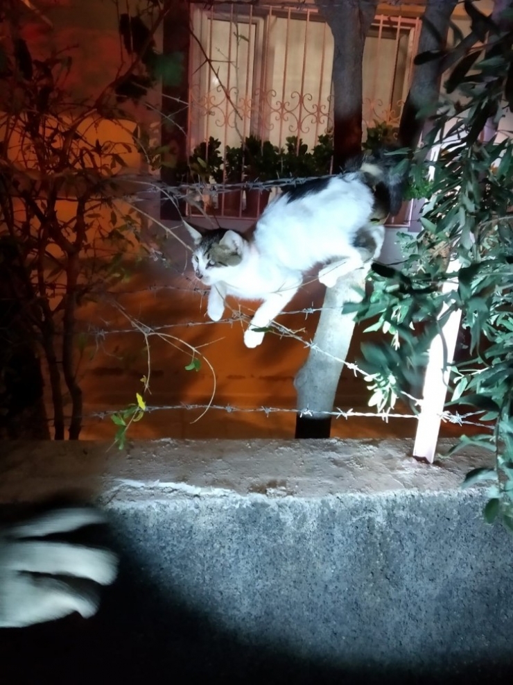 Kedi Kalp Masajıyla Hayata Tutundu