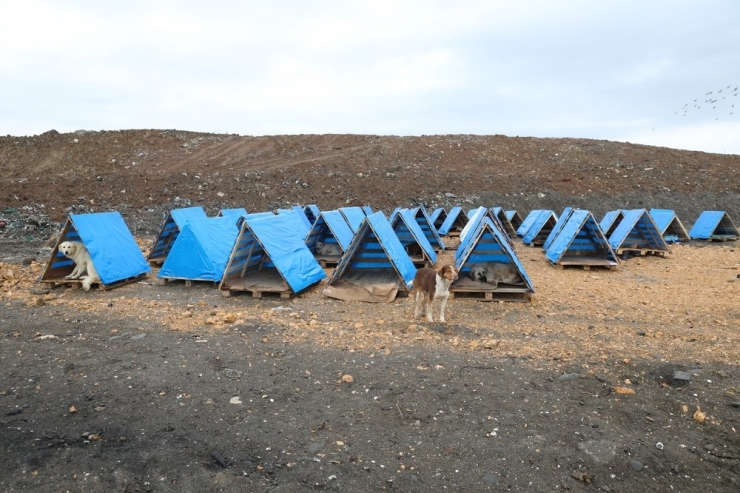 Ordu’da Sokak Hayvanları Koruma Altına Alınacak