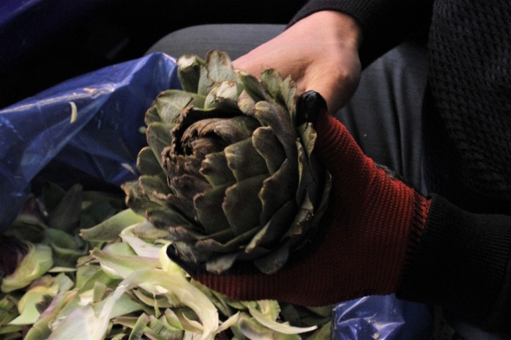 Yeni Yılın İlk Enginarı Kıbrıs’tan Tezgahlara Geldi