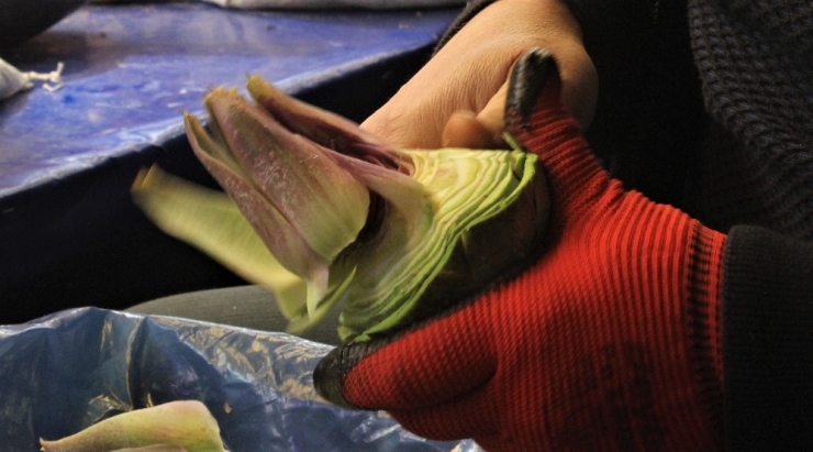 Yeni Yılın İlk Enginarı Kıbrıs’tan Tezgahlara Geldi