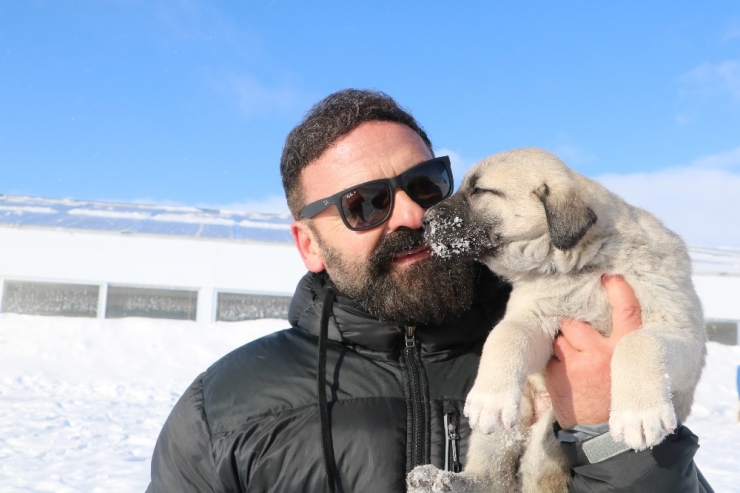 Kangalların Beslenme Tarzı Karakterlerini Etkiliyor