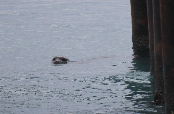 Hareketsiz Kalan Akdeniz Foku İçin Adeta Alarm Verildi