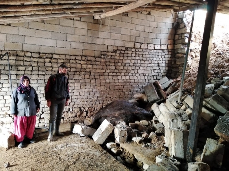 Bingöl’de Heyelanda Ahır Çöktü, 8 İnek Telef Oldu