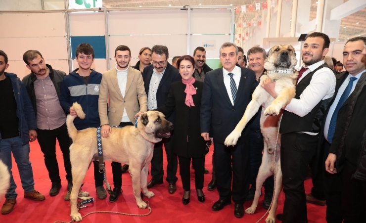 Gıda Tarım Ve Havancılık Fuarına Yoğun İlgi