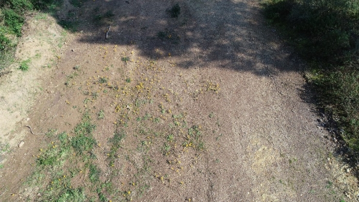 Baharın Müjdeleyicisi "İstanbulensis Çiçeği" Açtı