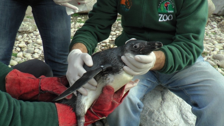 Hayvanat Bahçesinde Penguenlere Çipli Takip