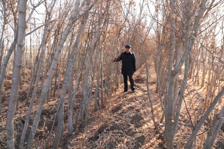 Kocasinan’da Hedef 100 Bin Ağaç Dikmek