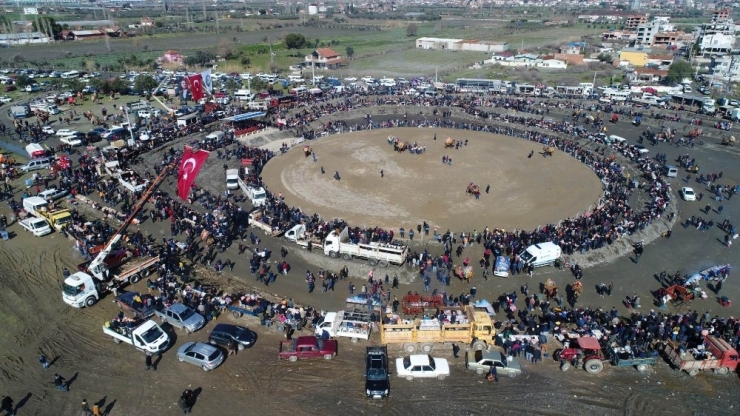 Manisa’da 6. Deve Güreşleri Festivali Renkli Görüntülere Sahne Oldu