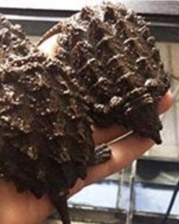 Sosyal Medyadan Satılmaya Çalışılan Timsah Yiyen Kaplumbağalara El Konuldu