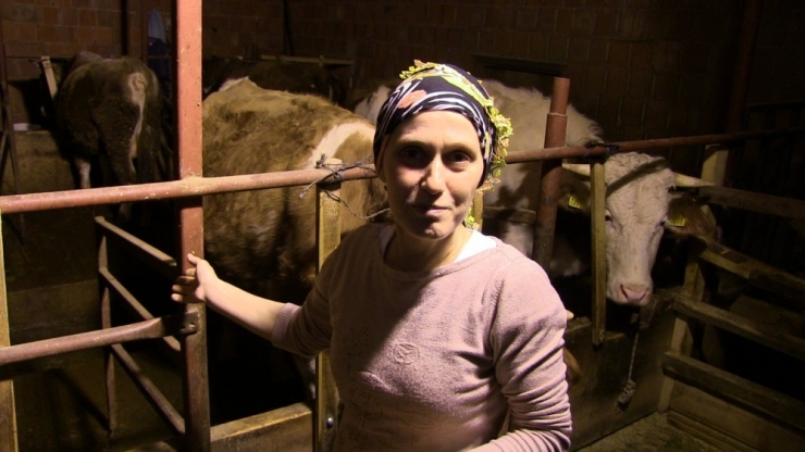 Şampiyon Boğa Otomobil Fiyatına Satıldı