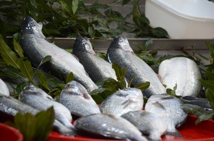 Tezgahları Havuz Balıkları Süslüyor