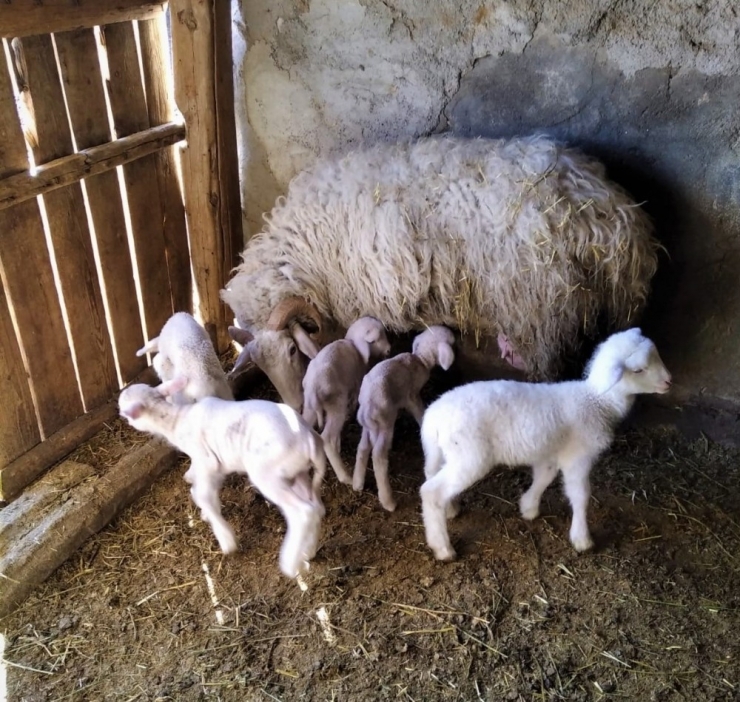 Koyunu Beşiz, İneği İkiz Doğurdu