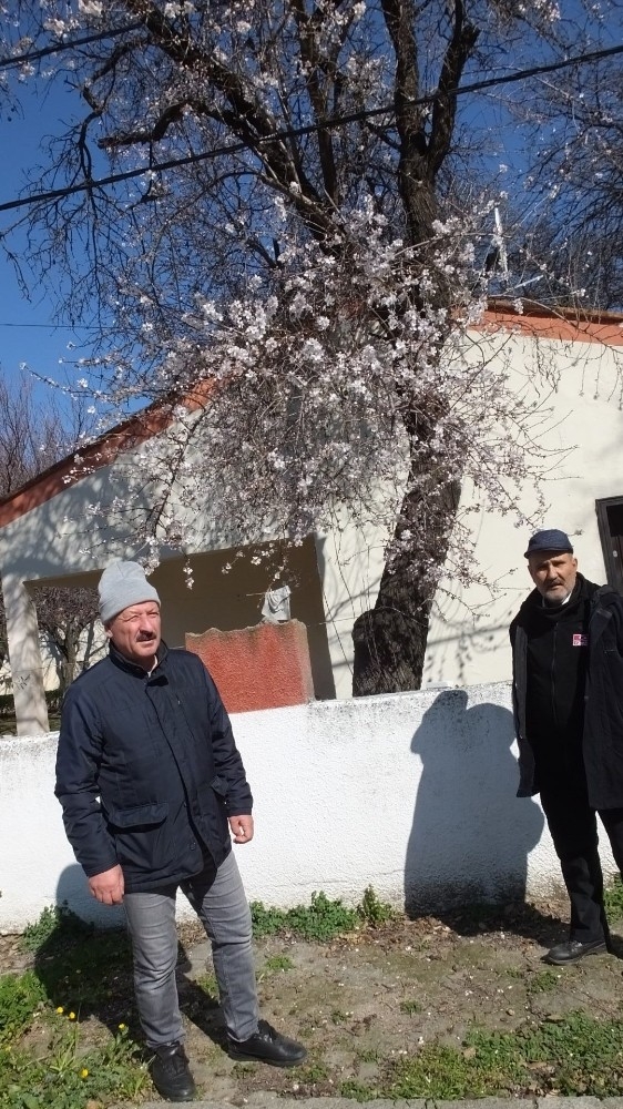 Badem Ağaçları Çiçek Açtı