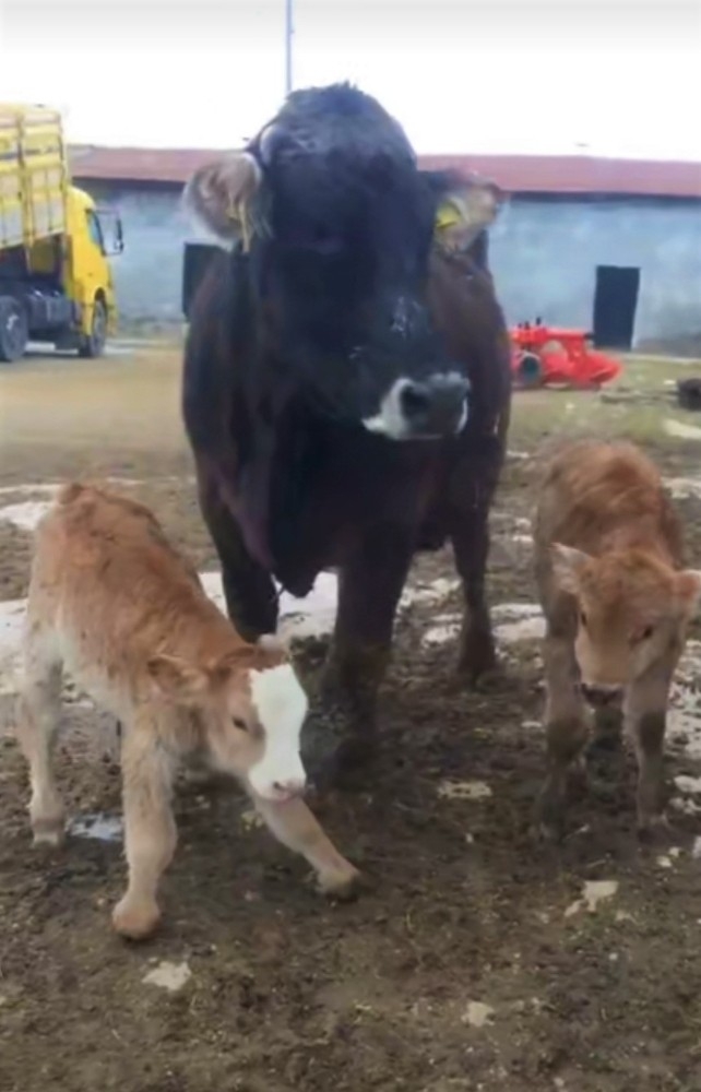 Koyunu Beşiz, İneği İkiz Doğurdu