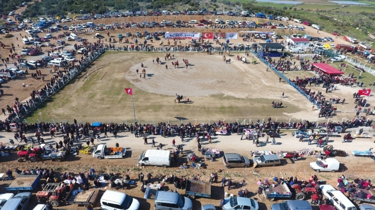 Menderes’teki Deve Güreşleri Binleri Buluştu