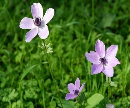 Karaöz, Adrasan Ve Olympos’ta Doğanın Kalbini Çekiyoruz Etkinliği