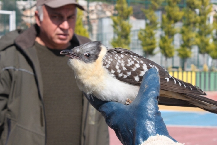 Tepeli Guguk Kuşu Cama Çarpıp Yaralandı