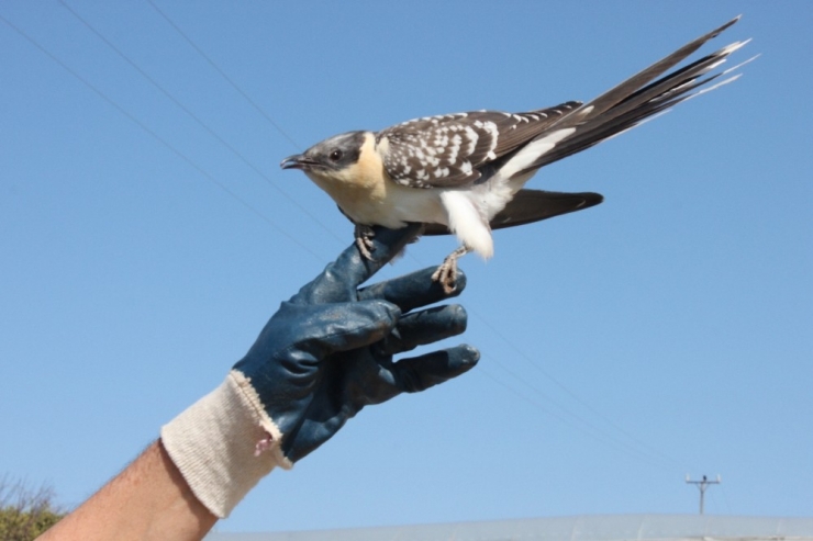 Tepeli Guguk Kuşu Cama Çarpıp Yaralandı