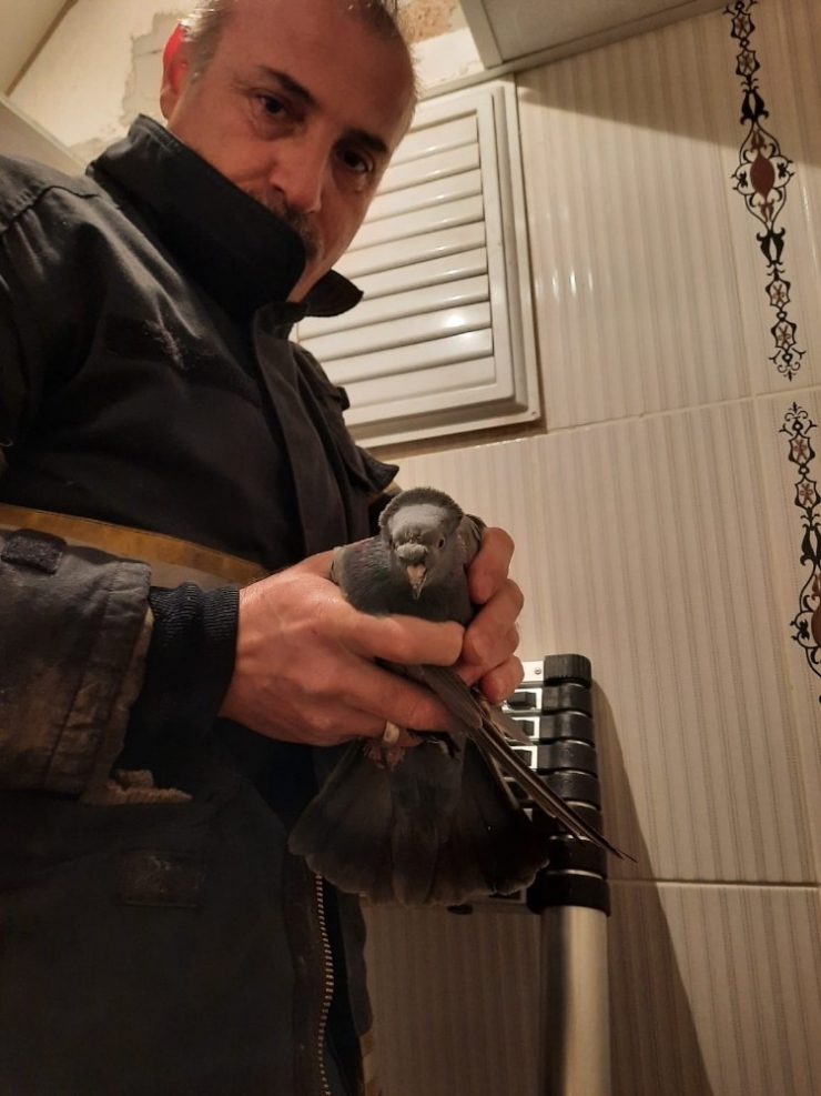 Havalandırma Boşluğuna Düşen Yavru Güvercin Kurtarıldı