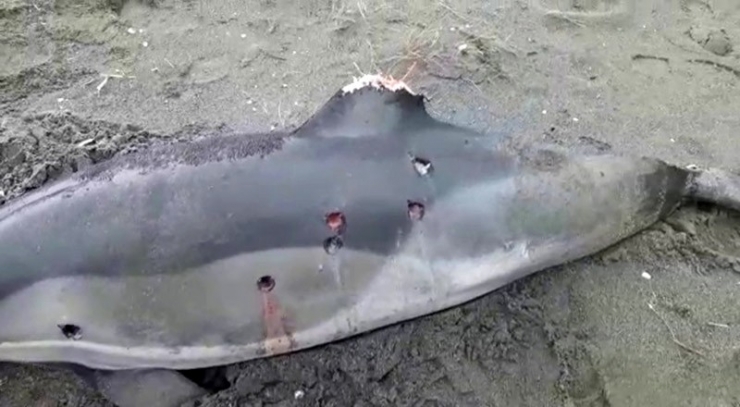 Kocaali Sahilinde Yunus Balıklarına Ateş Edildi