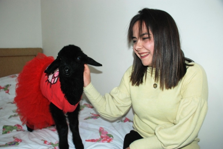 Genç Kadın, Annesi Tarafından Reddedilen Kuzuya Annelik Yapıyor