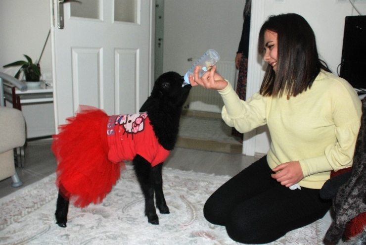 Genç Kadın, Annesi Tarafından Reddedilen Kuzuya Annelik Yapıyor