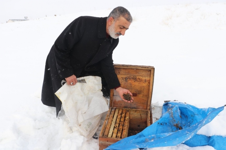 Ağrı’da Arıcıların Zorlu Kış Mesaisi