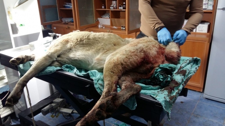 Yaralı Köpek Sağlığına Kavuştu