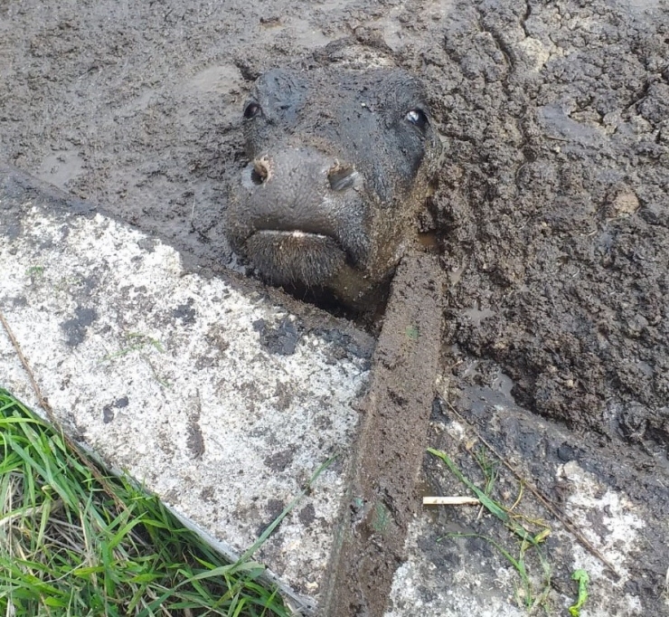 Prina Havuzuna Düşen İnek Kurtarıldı