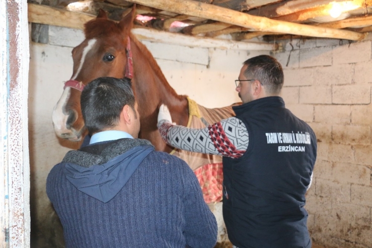 Erzincan’da Tek Tırnaklı Hayvanlara Mikroçipli Takip