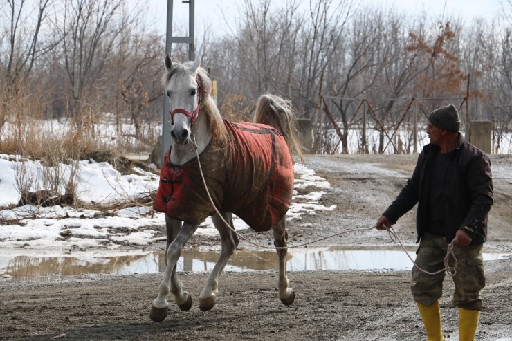 Erzincan’da Tek Tırnaklı Hayvanlara Mikroçipli Takip