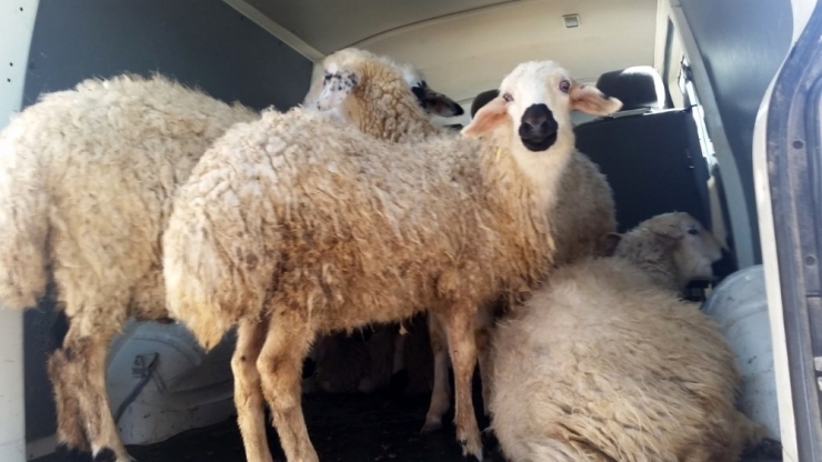 Çalınan Kuzular Polisin Takibi Sonrasında Bulundu