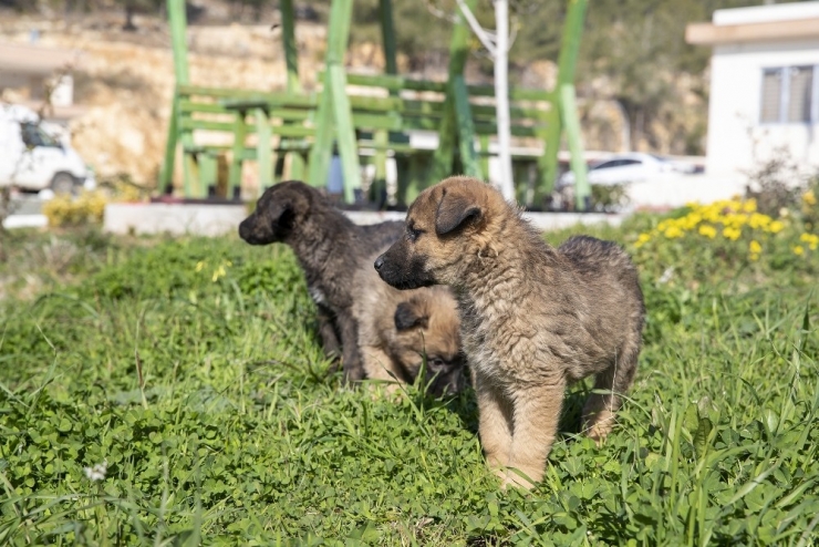 Bereket’in Yavruları Büyüyor