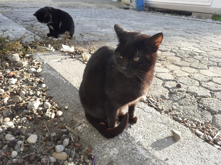 Ortaca Belediyesi Çocukların Hayvan Sevgisine İlgisiz Kalmadı