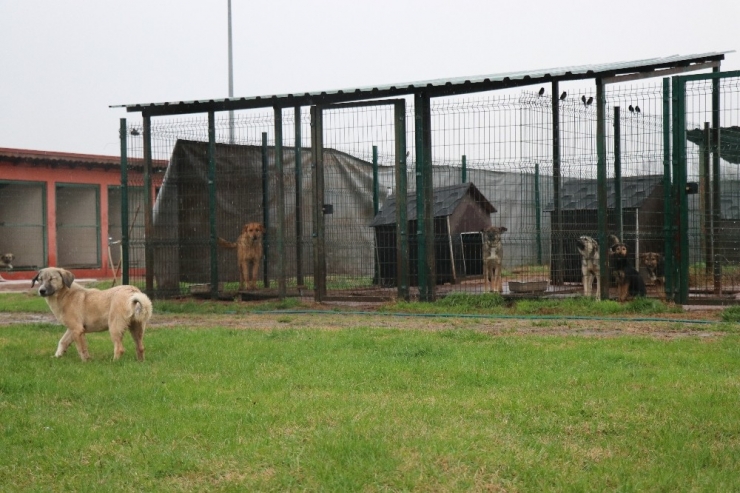 Sakarya Büyükşehir Hayvan Barınağında Hastane Ve Otel Kurulacak