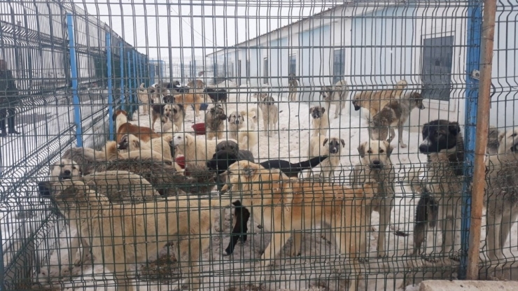 Çaldıran’da Sokak Köpekleri Barınakta Besleniyor