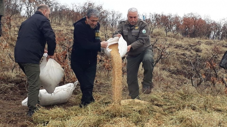 Elazığ’da Yaban Hayvanları İçin Doğaya Yem Bırakıldı