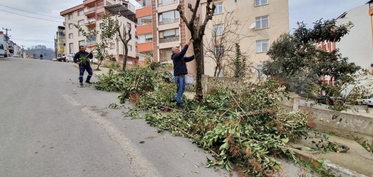 Daha Sağlıklı Ve Yeşil Doğa İçin Ağaç Budaması Yapılıyor