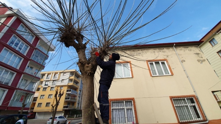 Daha Sağlıklı Ve Yeşil Doğa İçin Ağaç Budaması Yapılıyor