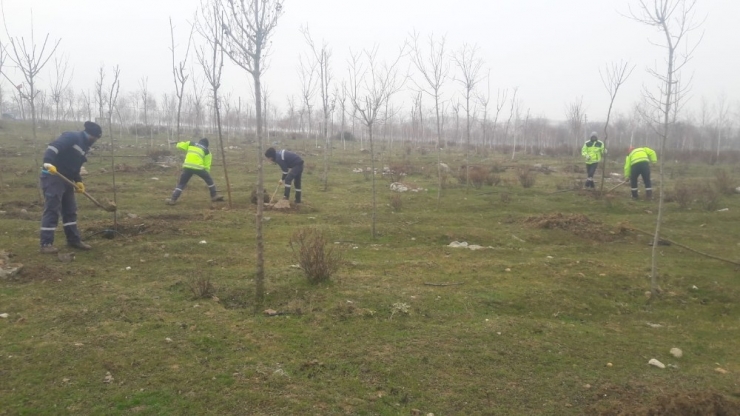 Büyükşehir’den Yukarı Hereke’de Ağaçlandırma Çalışması