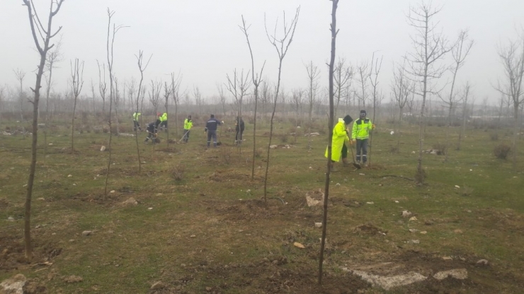 Büyükşehir’den Yukarı Hereke’de Ağaçlandırma Çalışması