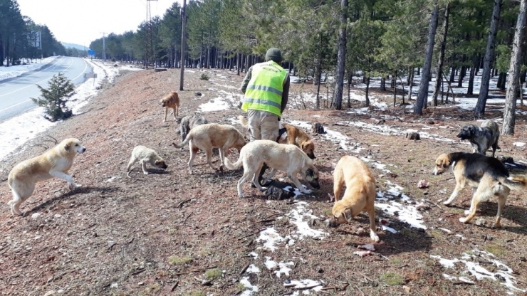 Büyükşehir Ekipleri, Yılkı Atlarına Yem Bıraktı