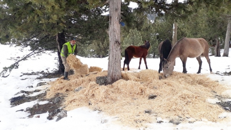 Büyükşehir Ekipleri, Yılkı Atlarına Yem Bıraktı