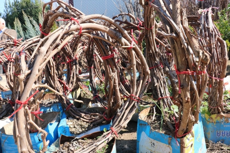 Şanlıurfa’da Fidan Dikimine Başlandı